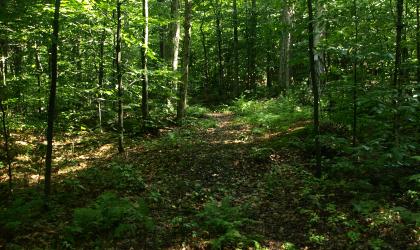A beautiful forest trail that combines the communities of Inlet and Raquette Lake.