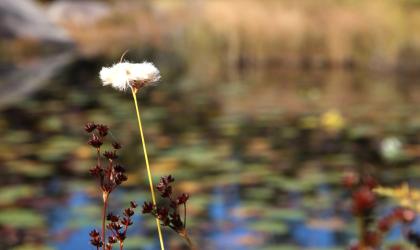 A sedge in bloom on a pond.