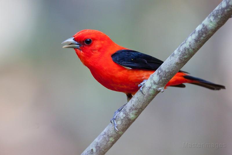 Scarlet Tanagers will soon be arriving to North Country deciduous forests. Image courtesy of www.masterimages.org.