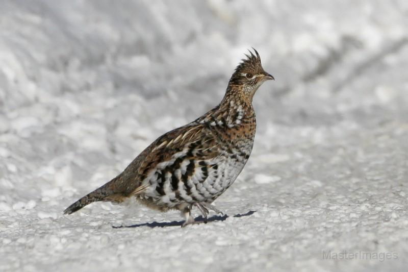Ruffed Grouse by Larry Master