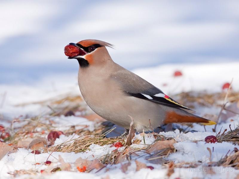 Bohemian Waxwing by Larry Master