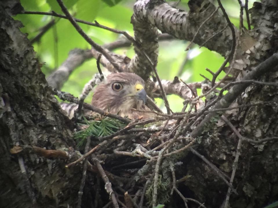 Broad-winged Hawk nest site in Long Lake