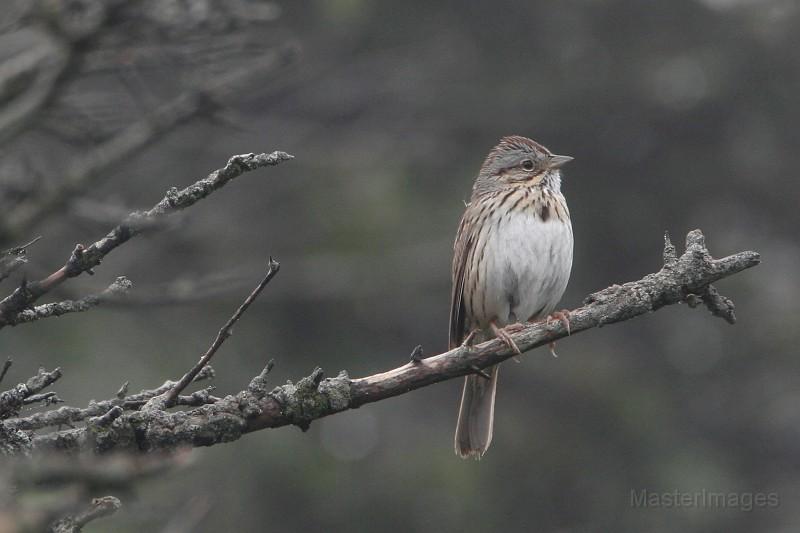 Lincoln's Sparrow by Larry Master