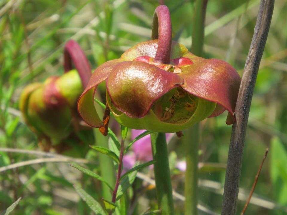 Pitcher Plant flower along the shore of Mud Pond