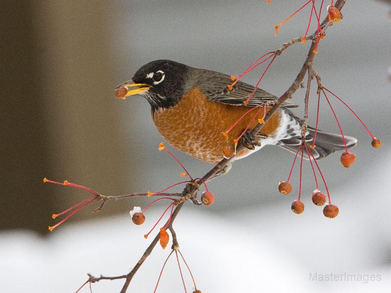 American Robin by Larry Master