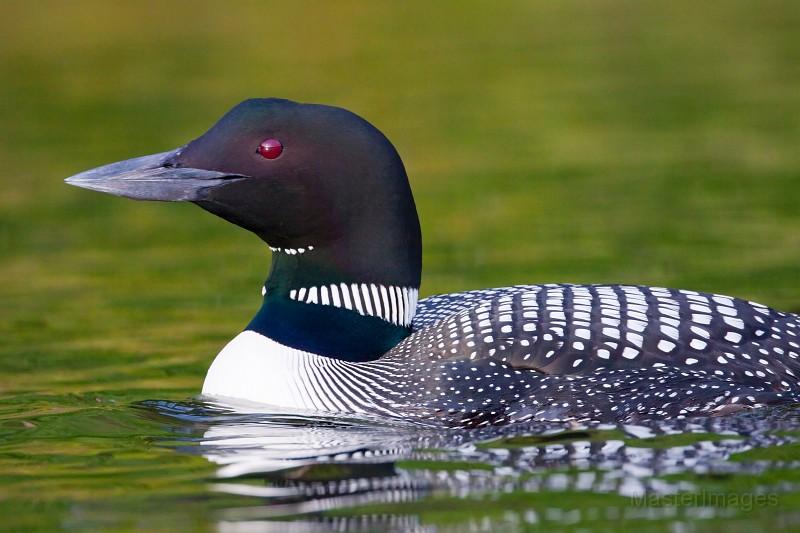 Common Loon by Larry Master