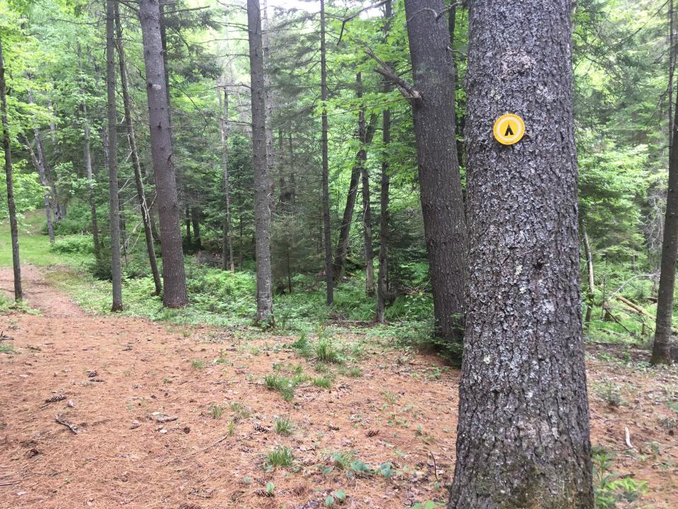 Official NYS DEC designated campsite marker hung on a tree.