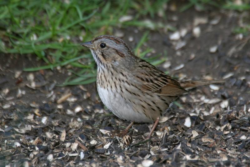 We saw and heard quite a few Lincoln's Sparrows on our hike. Image courtesy of www.masterimages.org