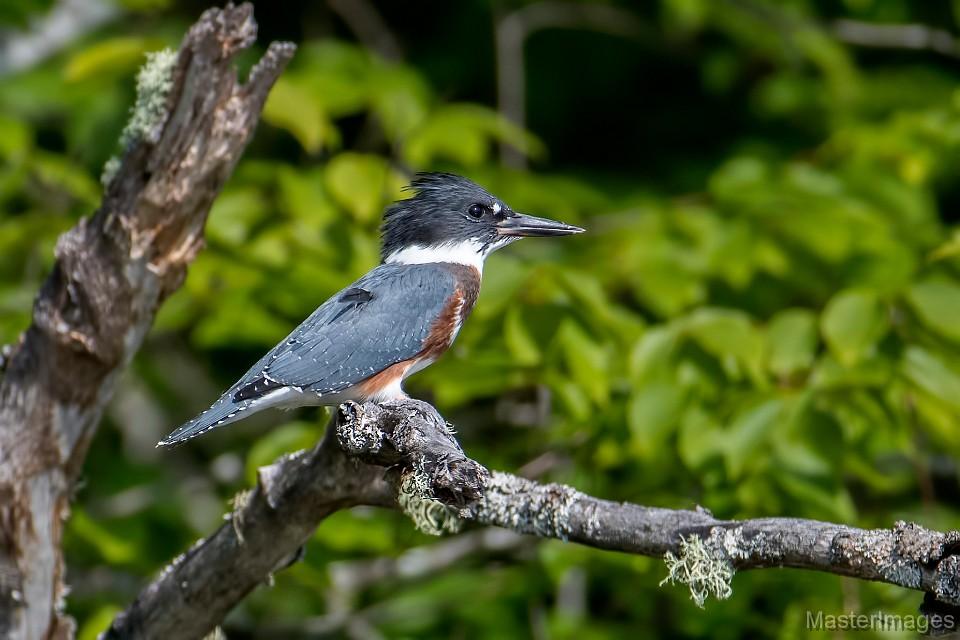 We watched a Belted Kingfisher along the shoreline as we paddled. Image courtesy of www.masterimages.org.