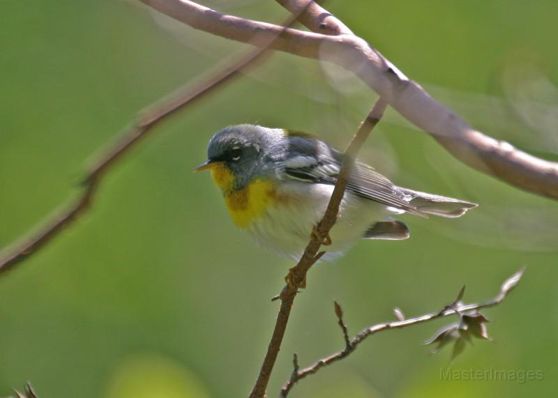I spotted a singing Northern Parula as we went. Image courtesy of www.masterimages.org.