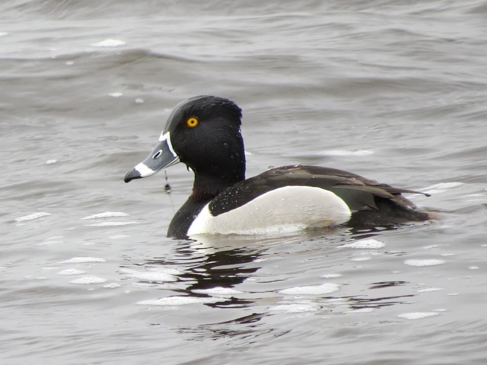 Ring-necked Duck. Photo by Joan Collins