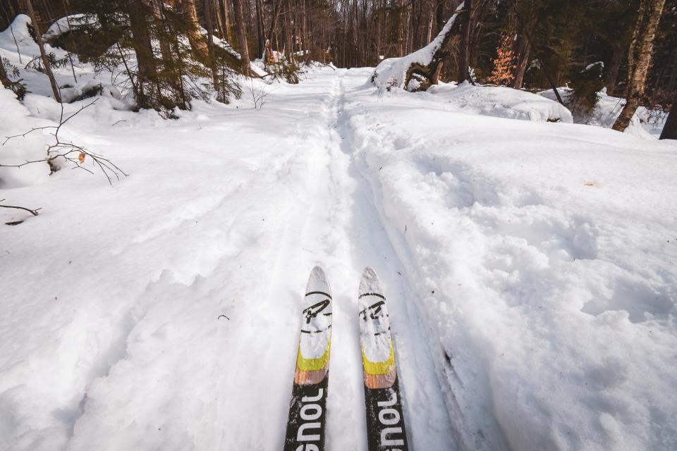 A set of skis in a packed ski track in the forest.
