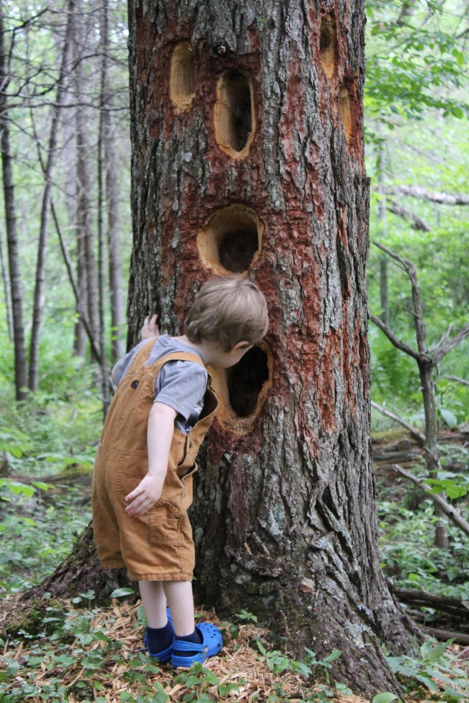 A toddler peers into woodpecker holes in a tree trunk.