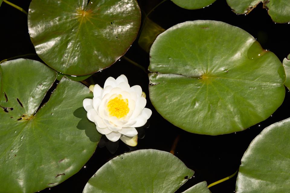 A white water lily floats in an Adirondack lake.