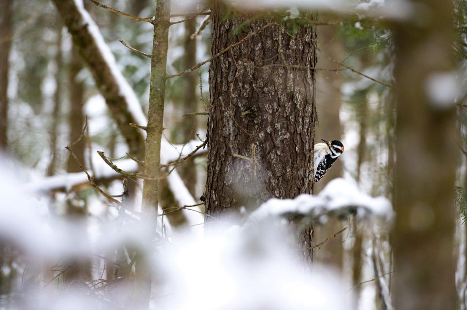 A small black and white woodpecker in a snowy tree.