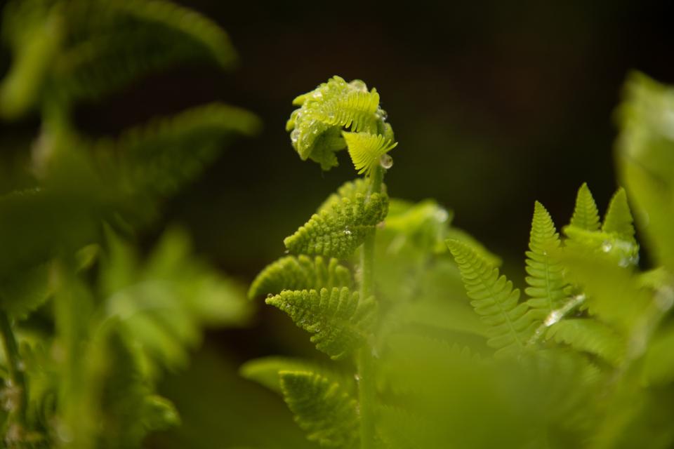 A light green fiddlehead fern with morning dew.