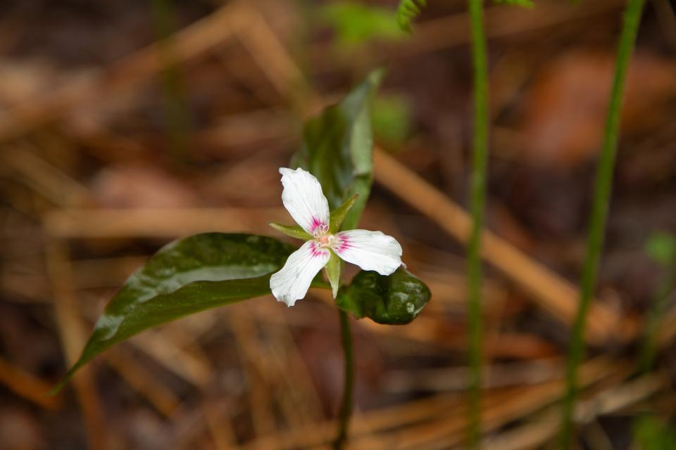 A white flower with 3 petals with pink on the petals near the stem
