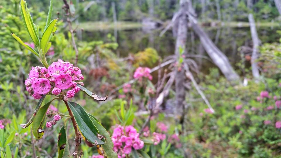 Bright pink boreal flowers on a bog plant