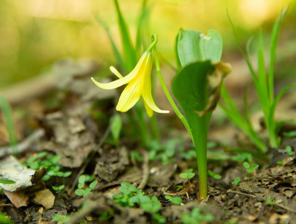 A yellow wildflower with petals that point to the ground