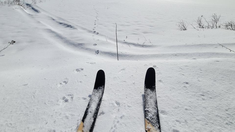 Bobcat tracks in the snow in front of the tips of skis
