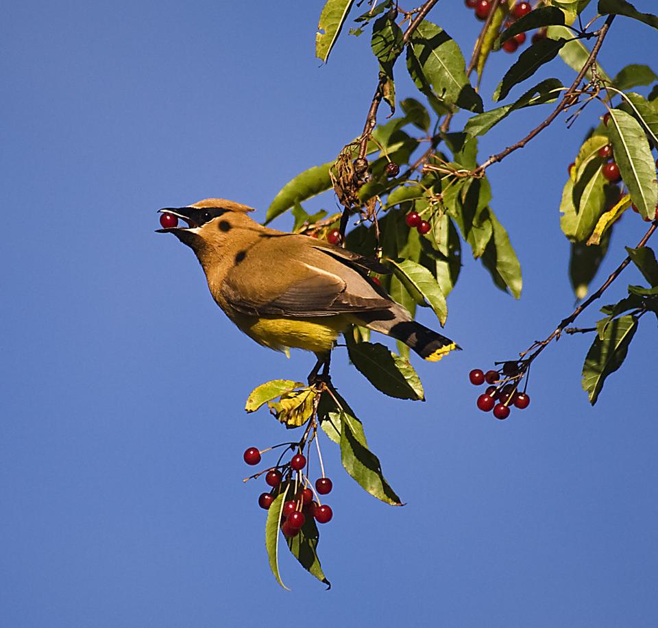 Cedar Waxwing with a berry in its mouth