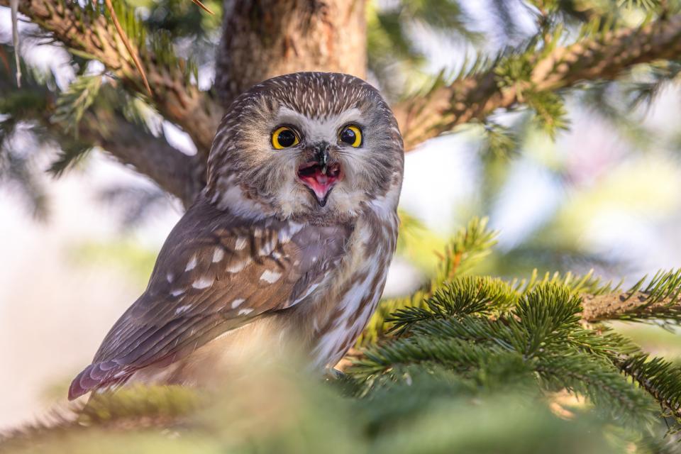 A small owl with a round head calls with its mouth open while sitting in a pine tree