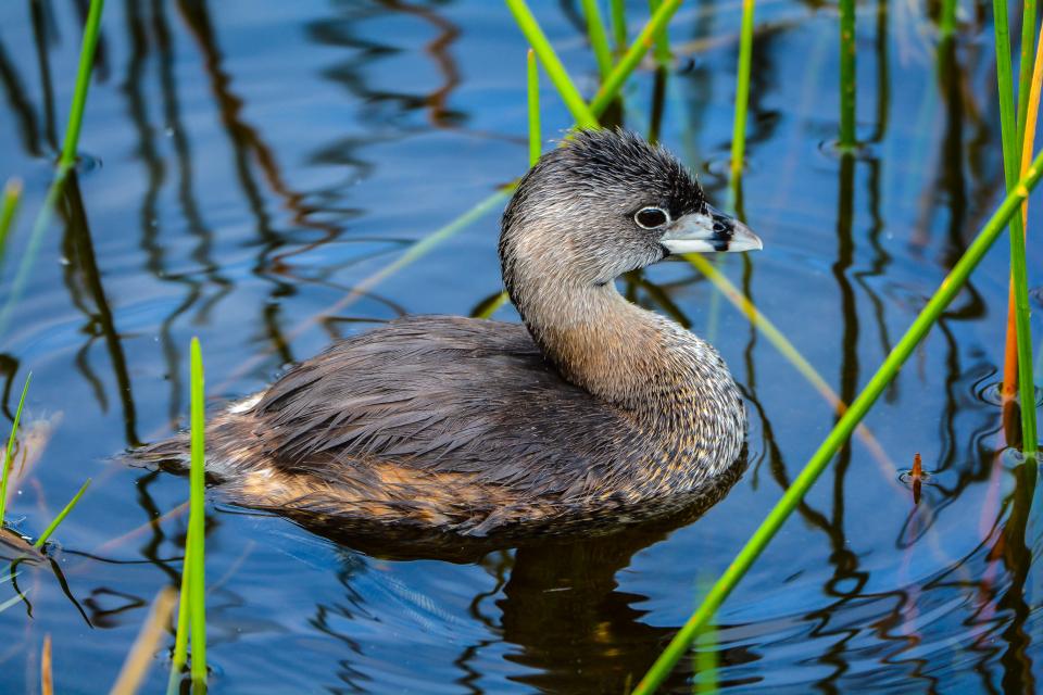 A small, grey and black duck-like bird floats in the water in some green vegetation.