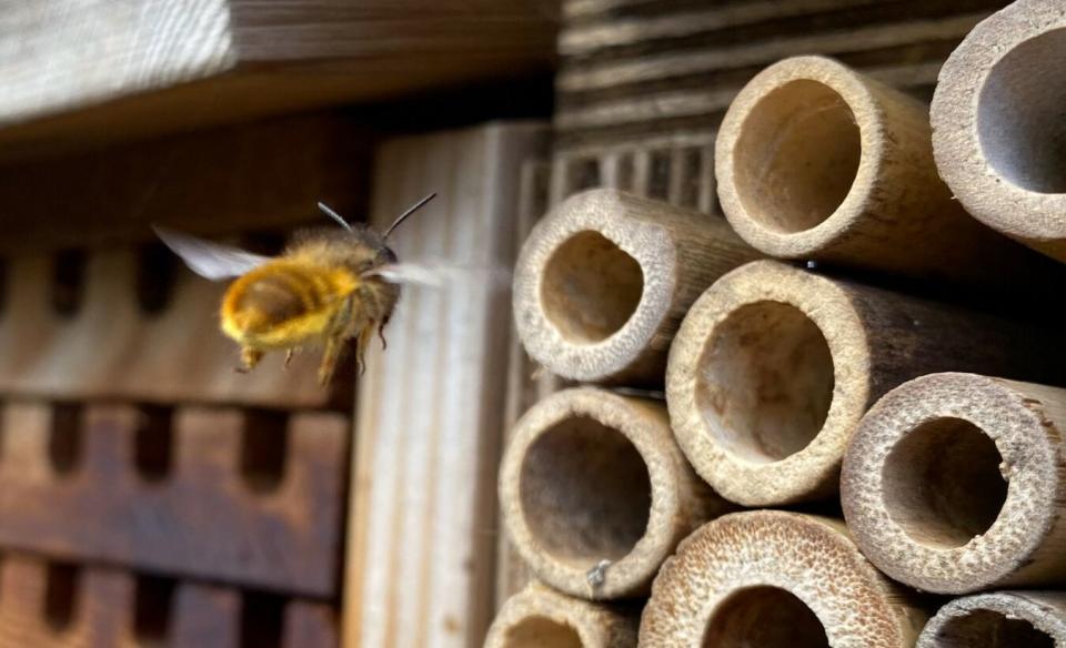 A bee flying into a homemade 