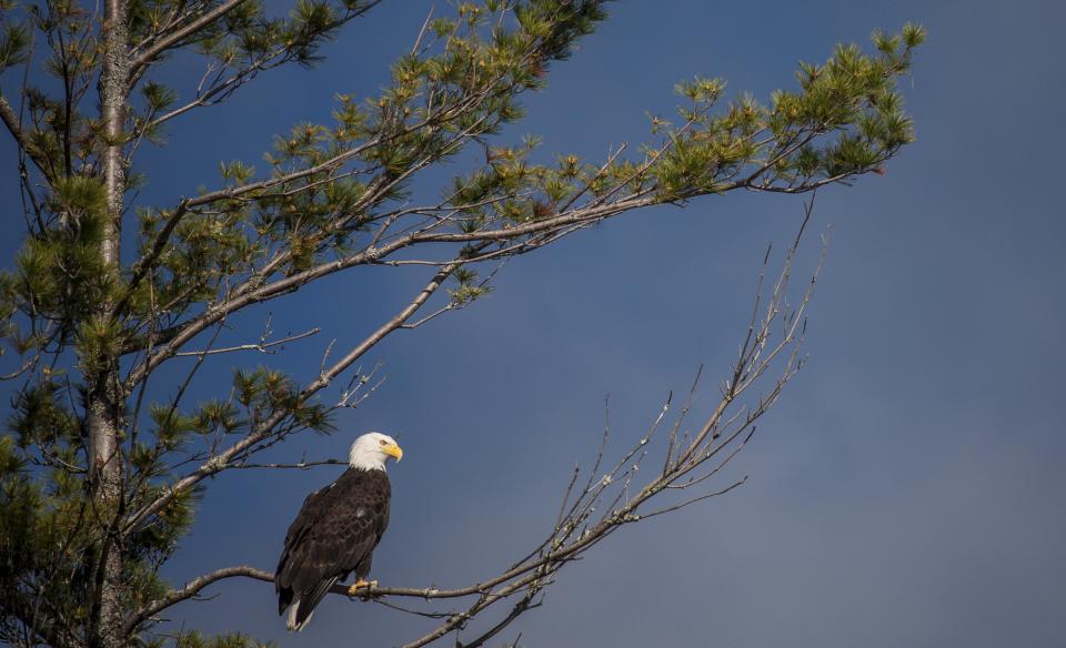 Bald Eagle sitting on a branch in a tree