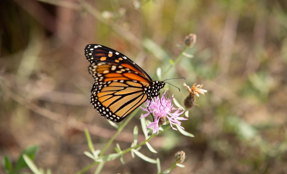 a monarch butterfly on a purple clover