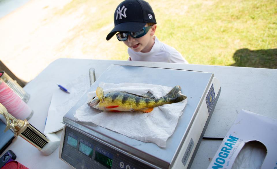 little boy looking at the fish he caught on a scale weighing it at a fishing derby