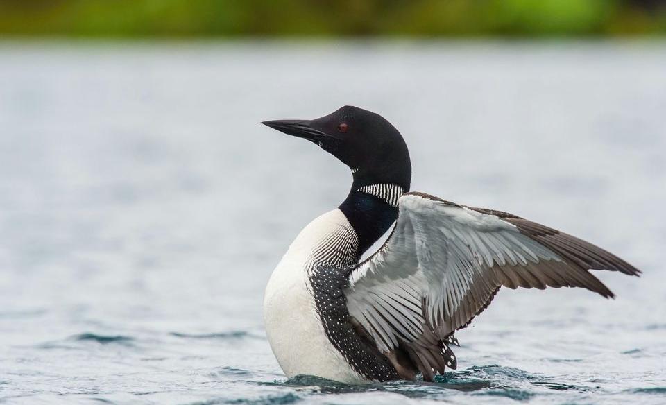 A loon on the lake with its back arched and wings flapping
