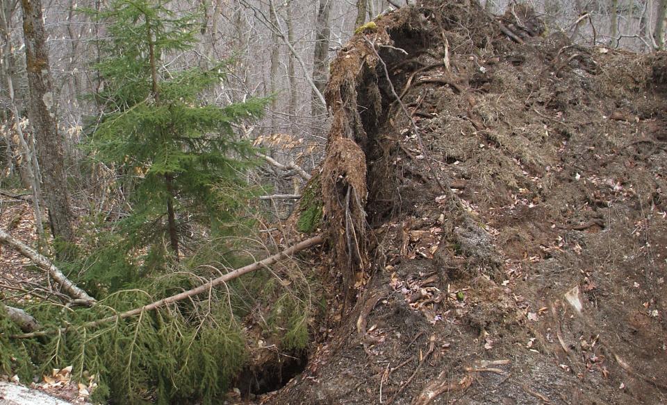A large, uprooted tree
