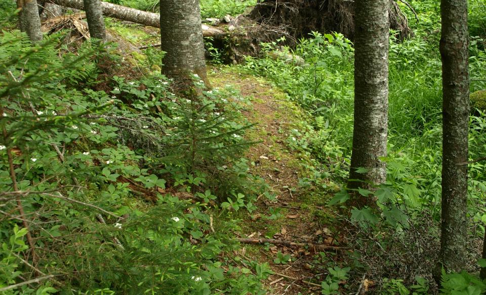 The trail moves through a forest.