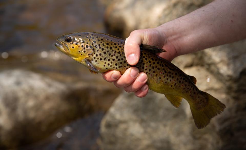 A trout being held with one hand.
