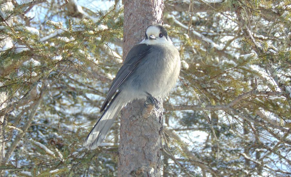 A Canada jay sits on a tree branch