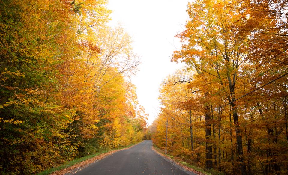 A road surround by bright orange trees in the fall