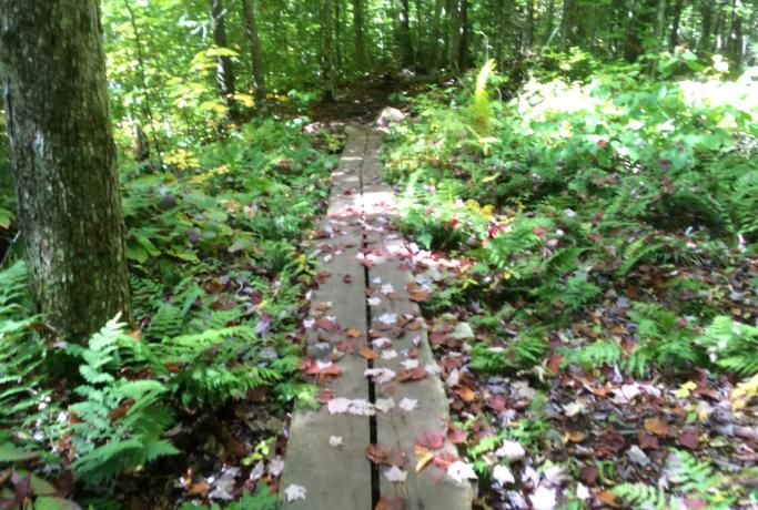 This boardwalk was built to avoid damage to the forest ecosystem. Always stick to the trail.
