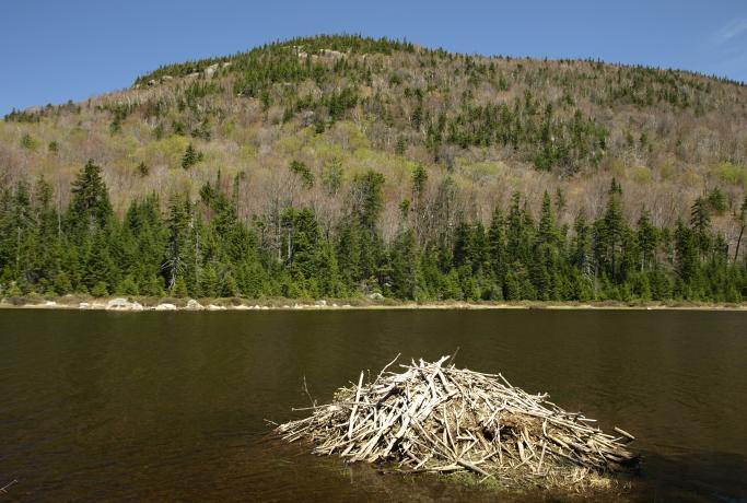 A beaver lodge in Helms Pond.