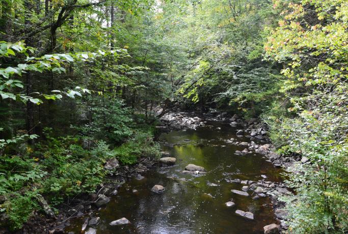 Sumner Stream is in a fine brook trout area.
