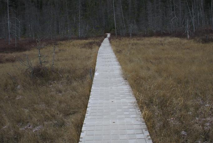 This boardwalk protects the delicate bog environment.