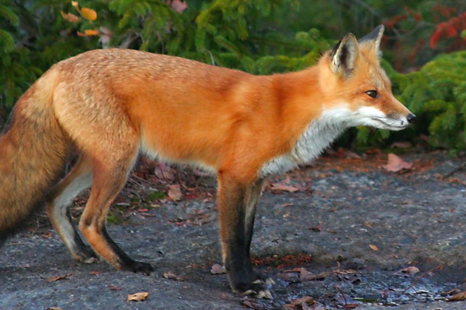 Close-up of a red fox.