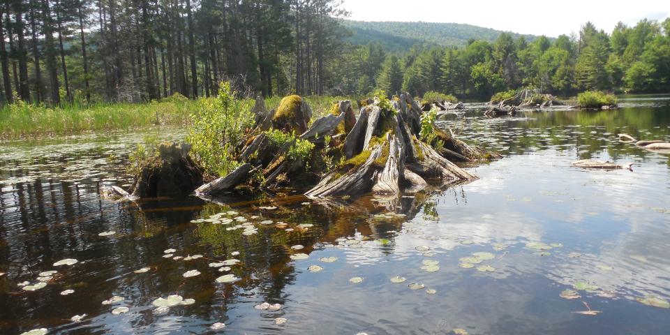 Turtle Stump - Jennings Pond