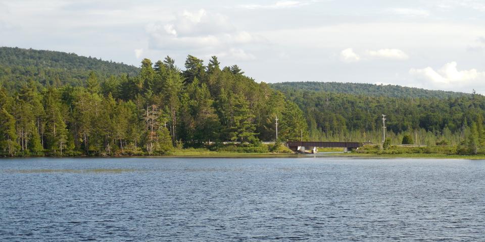 Lake shoreline and forest