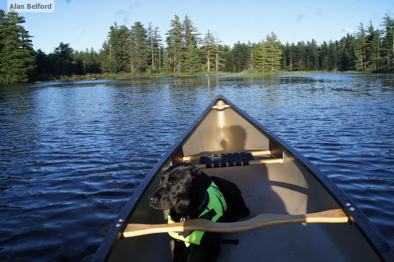 dog dozes in canoe during birding paddle