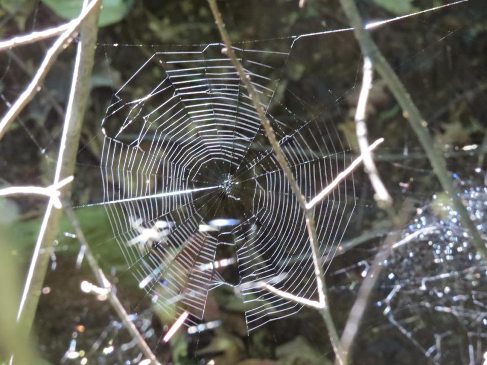 OK Slip Falls Spider Web