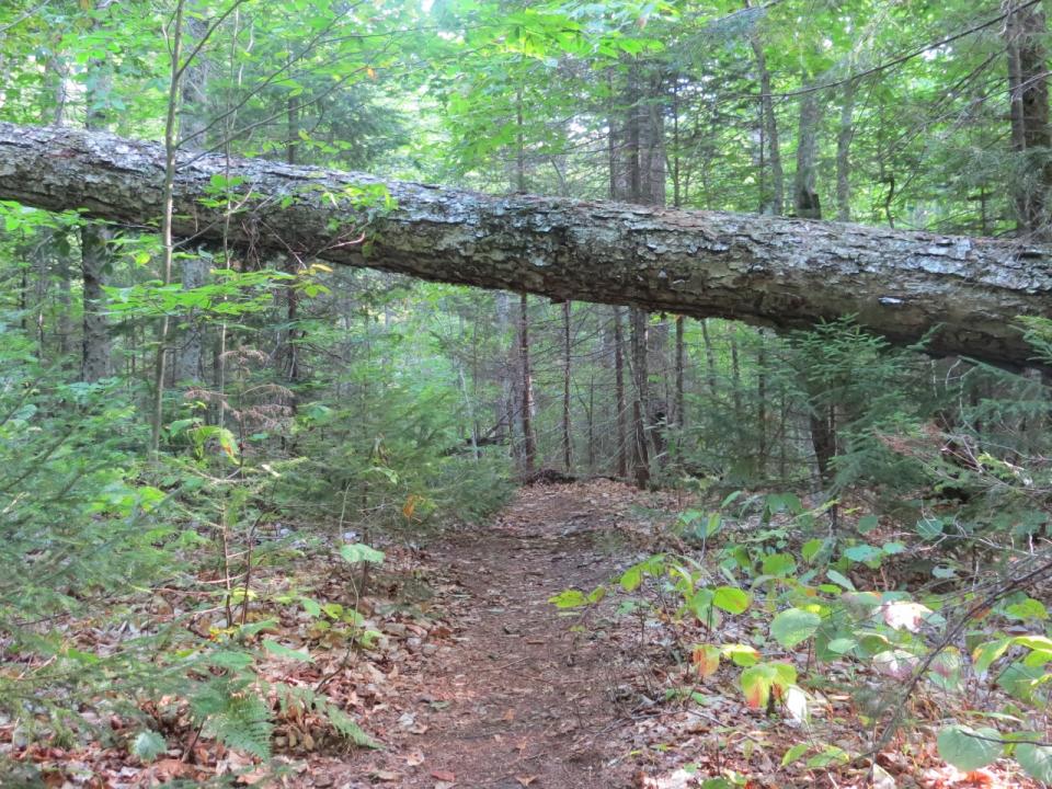 OK Slip Falls Tree across trail