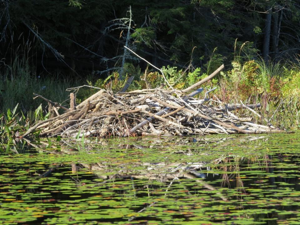 Essex Chain Lakes, beaver lodge