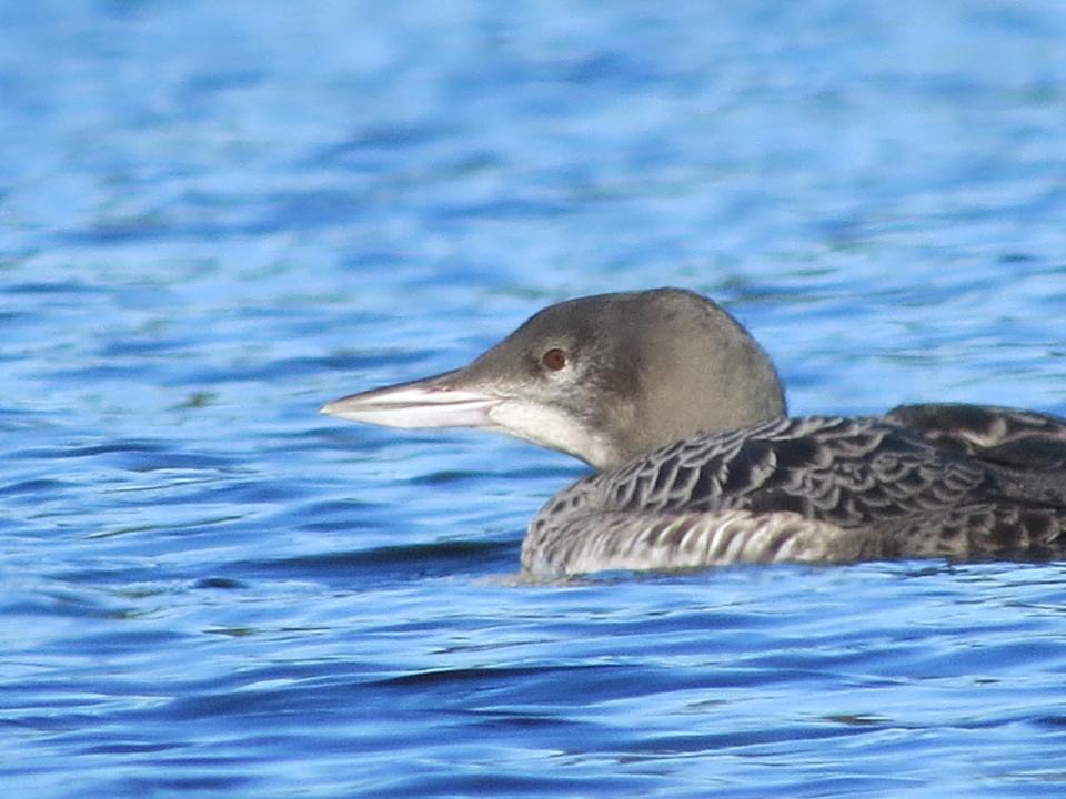 Common Loon chick on Fifth Lake.