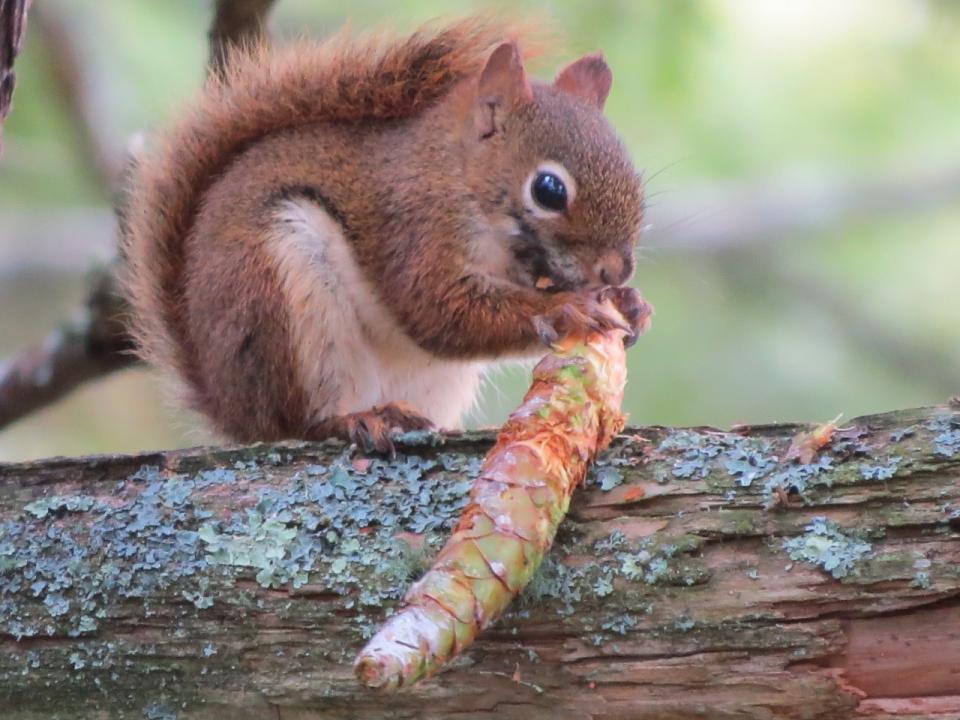 Red squirrel at camp